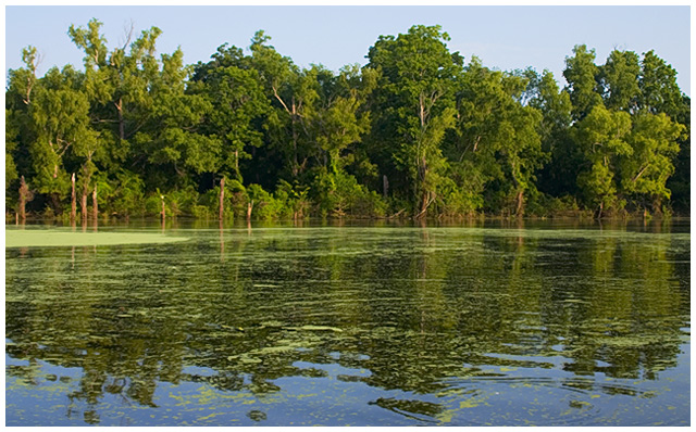 Purely Louisiana