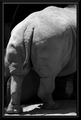 Behind the Rhino