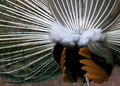 Peacock Petticoat