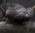 The Business End Of A Baby Ape