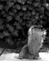 A Furry Tail