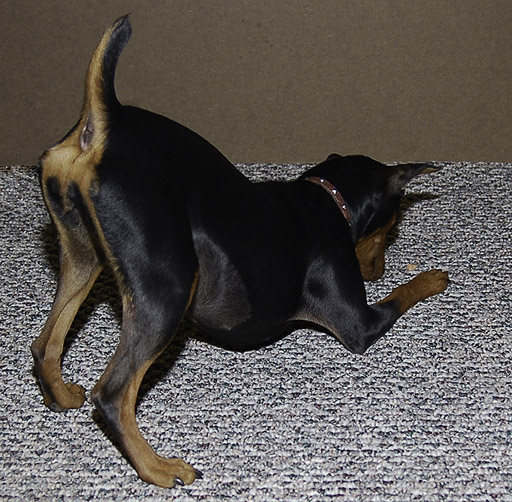 Kiss My Puppy Butt