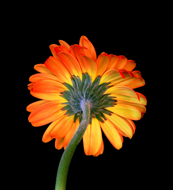 Back view of a Gerbera