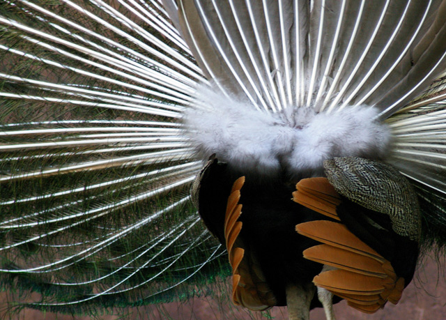 Peacock Petticoat