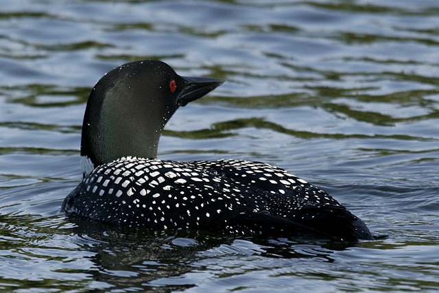 Loon in the Afternoon