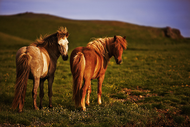 Pony Tails