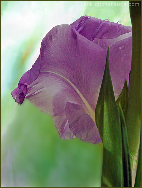 Another Side of the Gladiola