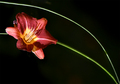 the lonly flower