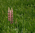 Amongst the Lupine fields 