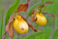 M'Lady's Slipper 