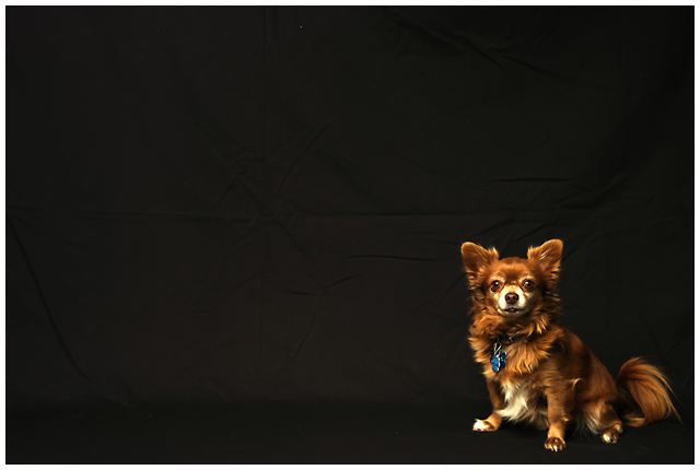 Backstage At The Dog Show