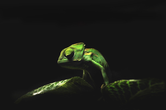 green chameleon
