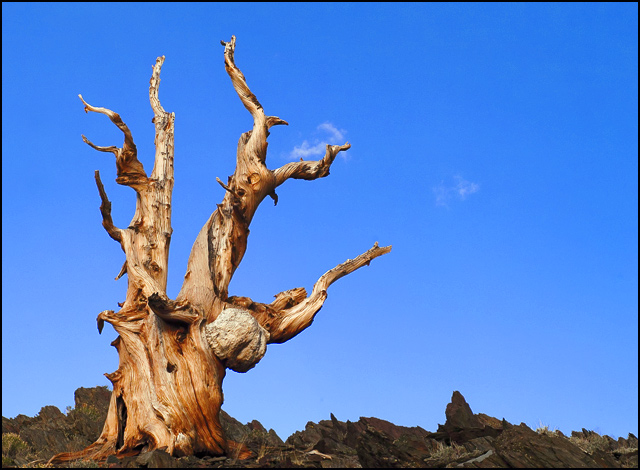 Remains of an Ancient Bristlecone Pine