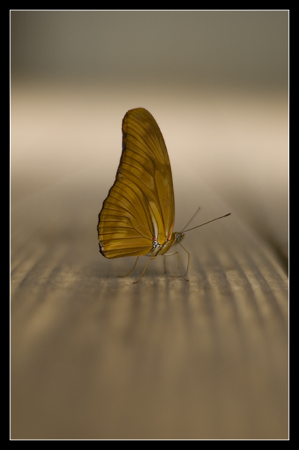 the lonely butterfly.