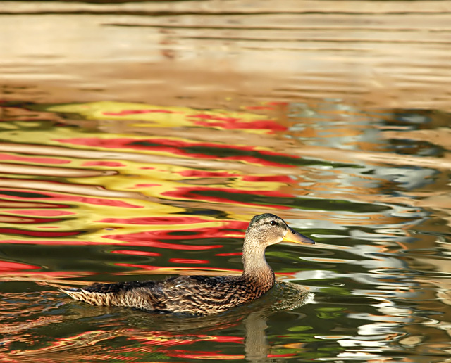 Sunset Duck