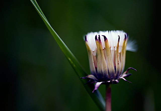 Taraxacum