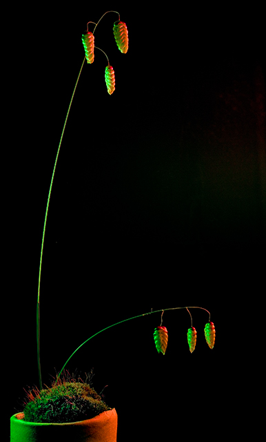 Grass Lanterns