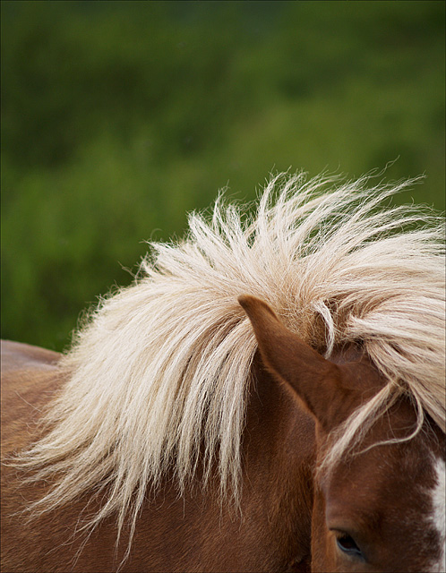 The Mane Points