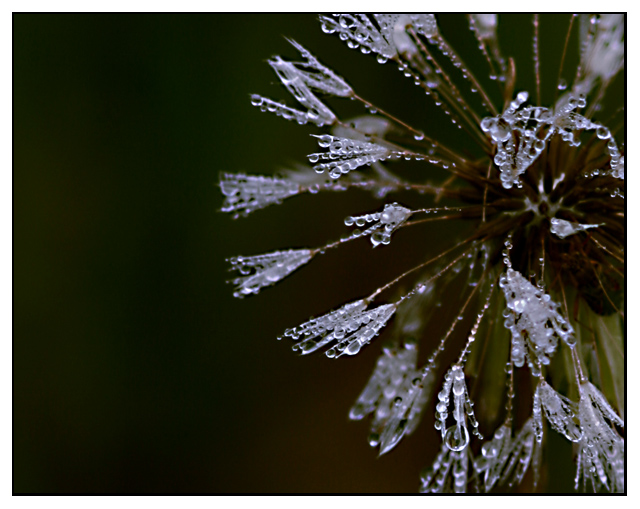 Morning Jewels