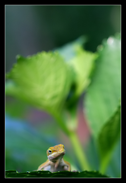 Hunting Amidst the Hydrangeas