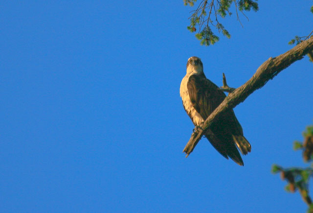 Osprey