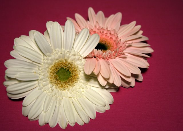 Two Daisies