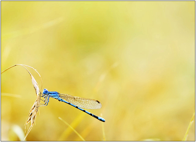 Blue Damsel