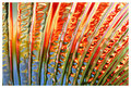 Colorful pattern