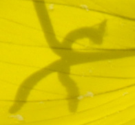 Patterns on Yellow