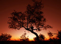 sunset on the marula