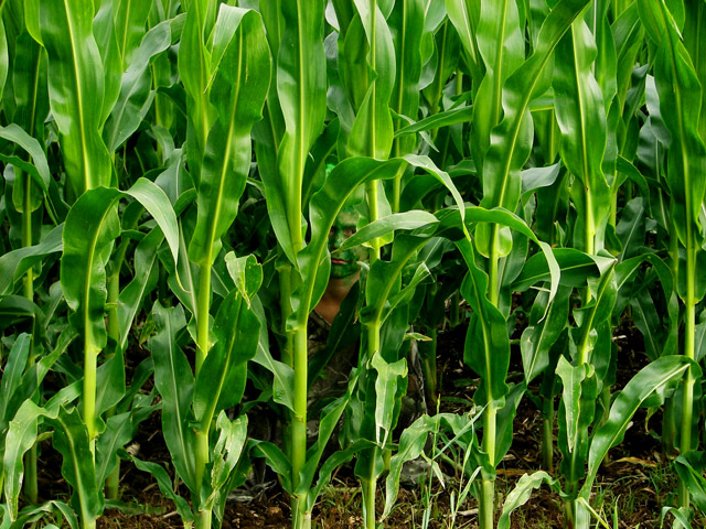 Child Of The Corn