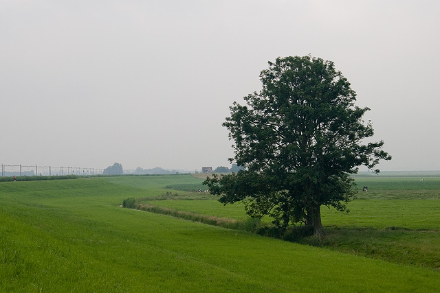 Tree in gray weather