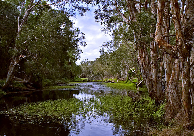 Down by the Creek