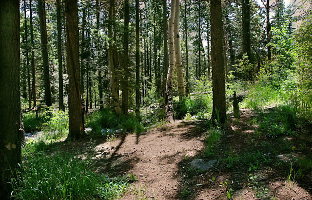 The Woods are Lovely, Dark and Deep