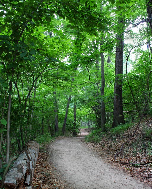 Alone By Myself, The Trees Bend To Caress Me