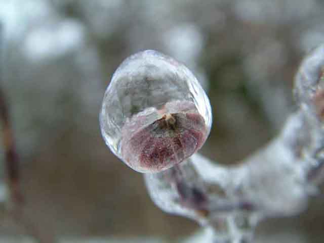 Beauty in Ice