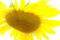 A burst of Sun from a Flower