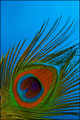 Feather