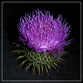 Anemone