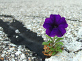 Perseverance