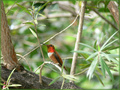 Rufous