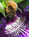 Purple Passionflower (Passiflora Incarnata)