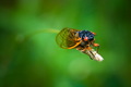 cicada