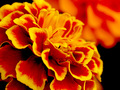 Fiery