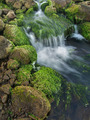 Burst of green