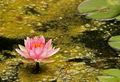 Burst of Colors from the dark waters.
