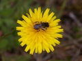 the bee