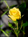 Rose Bloom