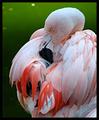 pink groomer