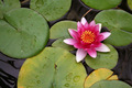 Lilly Pad